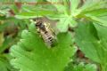 Andrena flavipes